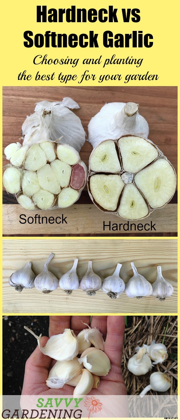 Hardneck vs softneck garlic: Choosing and planting the best garlic