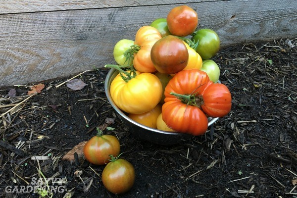 A Handy Guide to Harvesting Vegetables