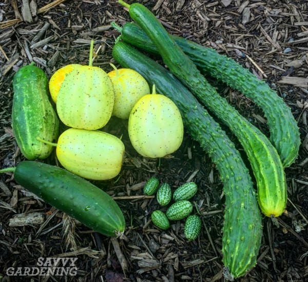 A Handy Guide to Harvesting Vegetables