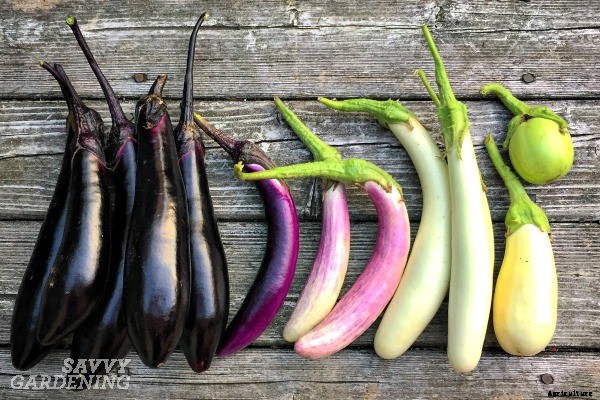 A Handy Guide to Harvesting Vegetables