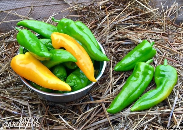 A Handy Guide to Harvesting Vegetables