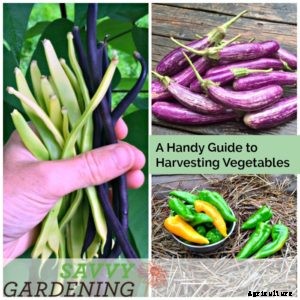 A Handy Guide to Harvesting Vegetables