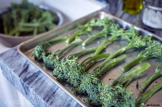 Summer succession planting basics: What to plant in July and August