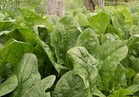 Summer succession planting basics: What to plant in July and August