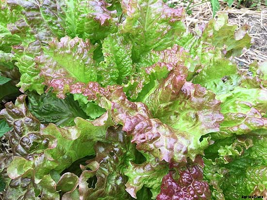 Summer succession planting basics: What to plant in July and August