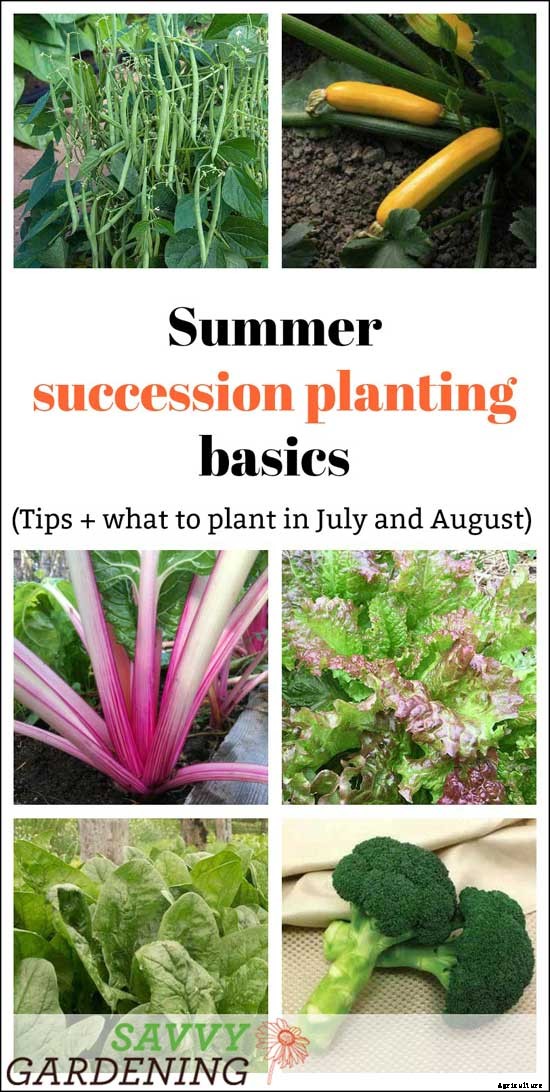 Summer succession planting basics: What to plant in July and August