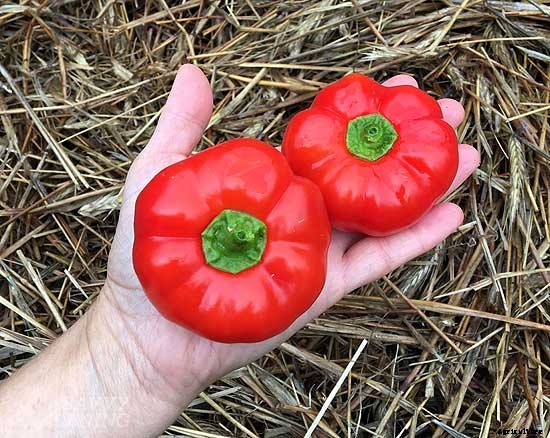 6 awesome gourmet veggies to plant in the garden