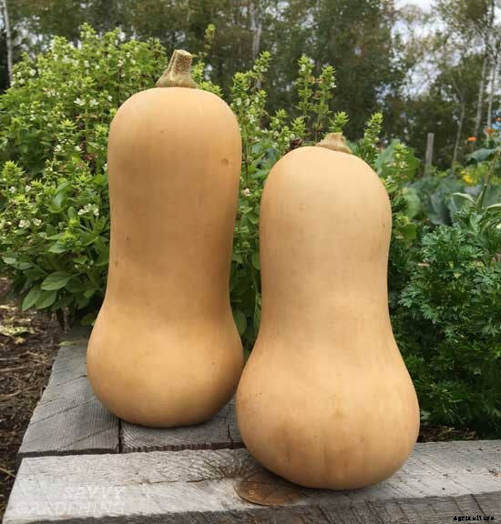 6 awesome gourmet veggies to plant in the garden