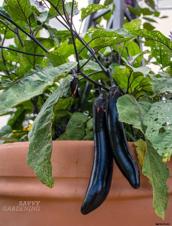6 awesome gourmet veggies to plant in the garden