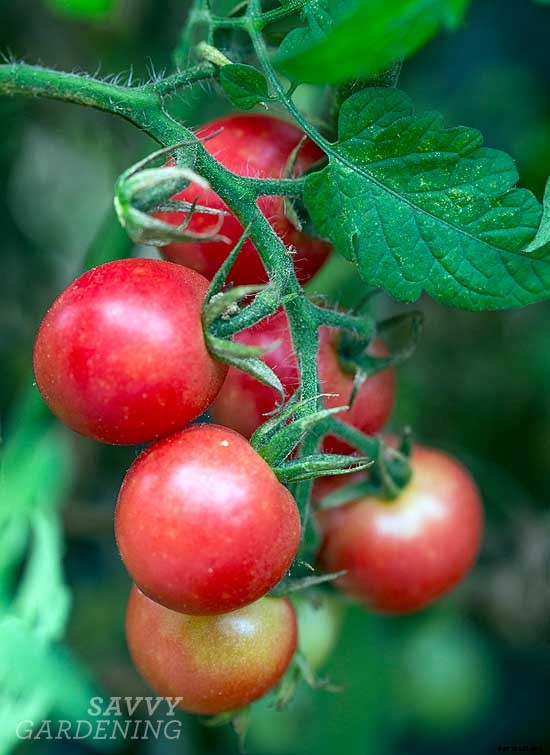 6 awesome gourmet veggies to plant in the garden