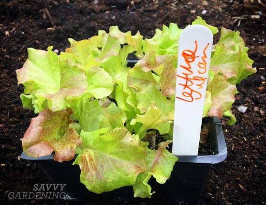 6 awesome gourmet veggies to plant in the garden