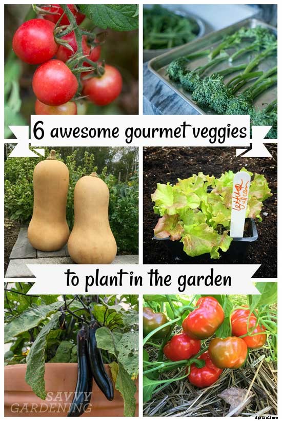 6 awesome gourmet veggies to plant in the garden