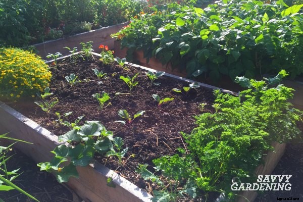4 vegetable gardening facts you need to know