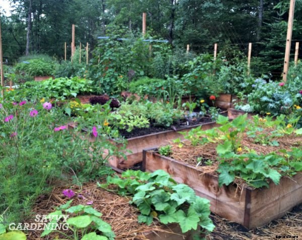 4 vegetable gardening facts you need to know