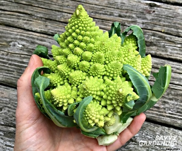 4 vegetable gardening facts you need to know