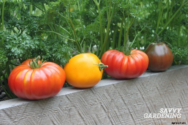 4 vegetable gardening facts you need to know