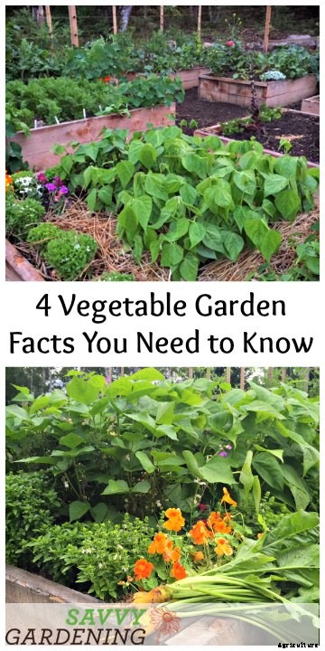 4 vegetable gardening facts you need to know