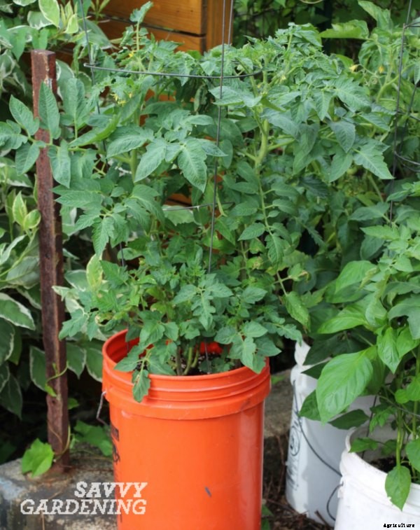 Crops in pots: success with vegetable container gardening