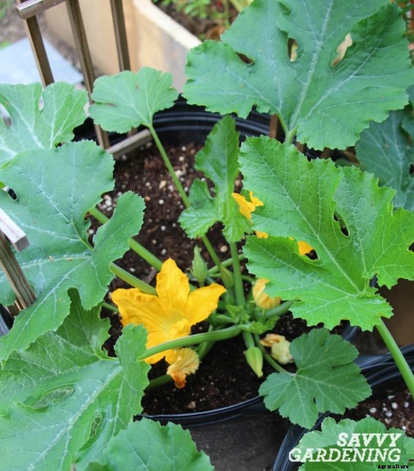 Crops in pots: success with vegetable container gardening