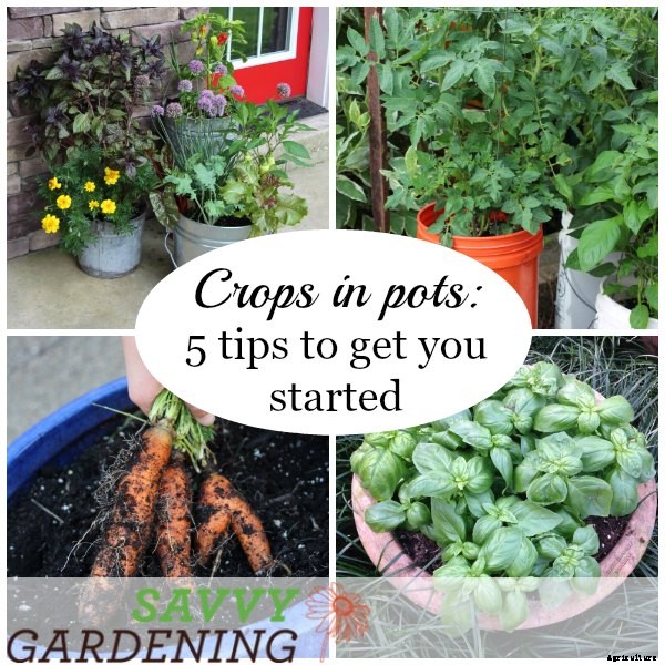 Crops in pots: success with vegetable container gardening
