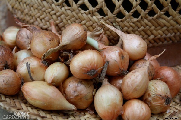 Why planting onion seeds is better than planting sets (and how to do it right)