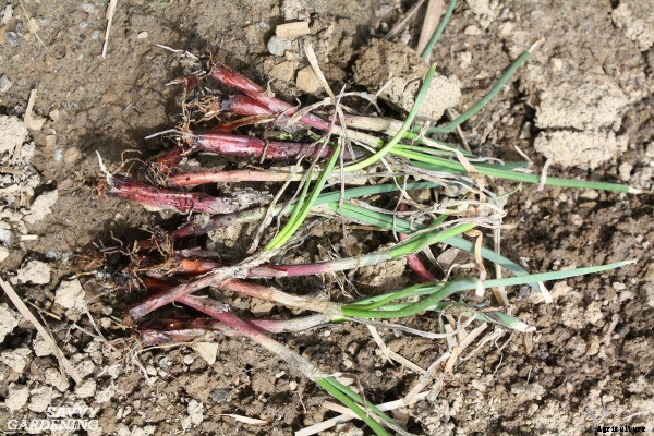 Why planting onion seeds is better than planting sets (and how to do it right)
