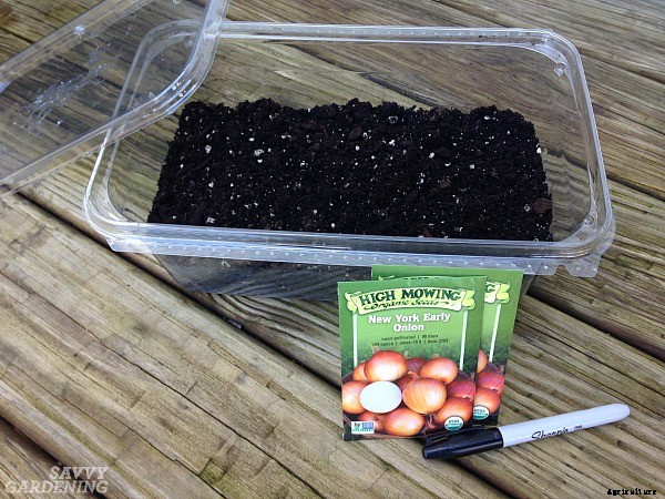 Why planting onion seeds is better than planting sets (and how to do it right)