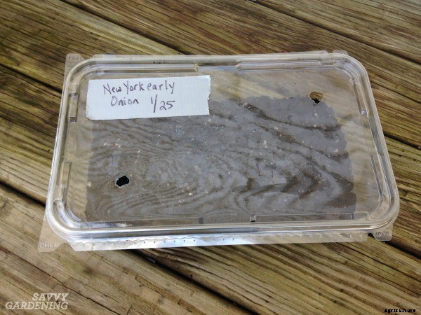 Why planting onion seeds is better than planting sets (and how to do it right)