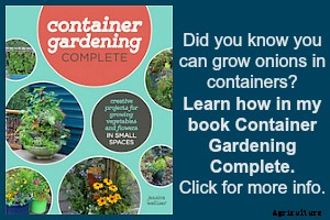 Why planting onion seeds is better than planting sets (and how to do it right)