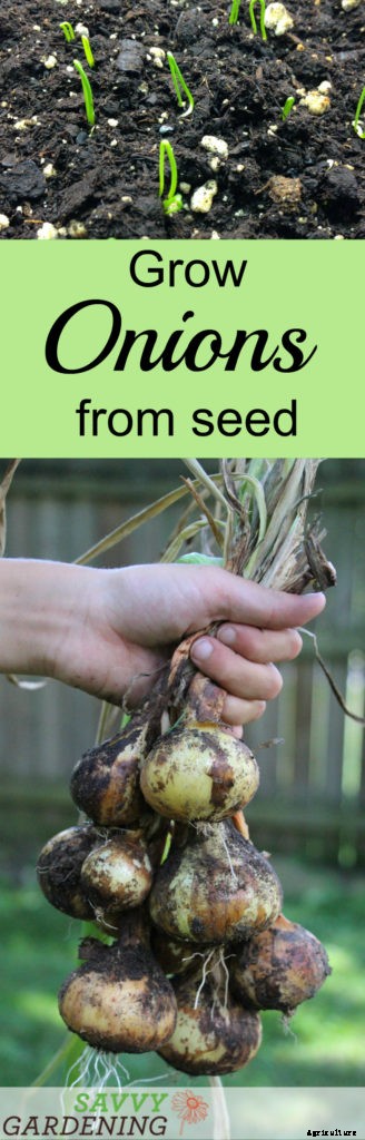 Why planting onion seeds is better than planting sets (and how to do it right)