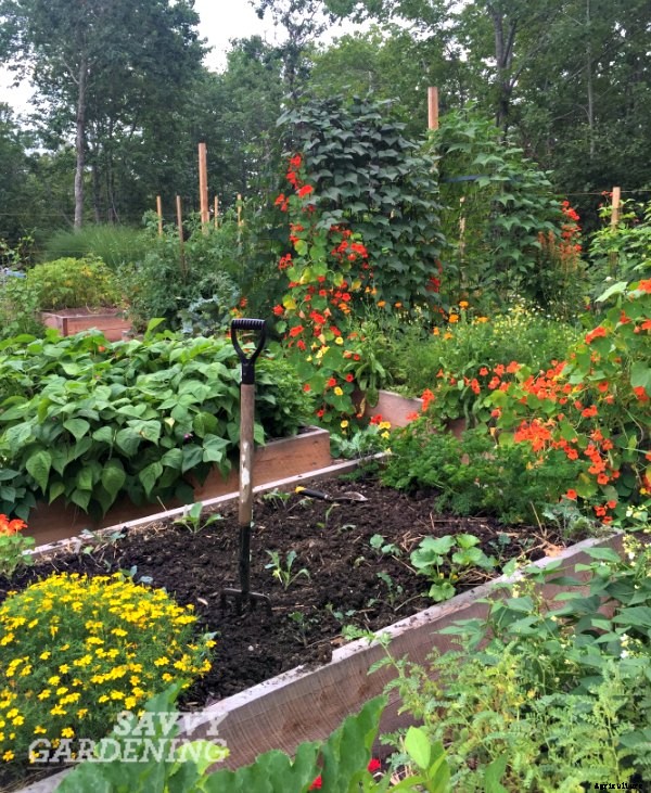 5 Time-saving gardening tips for the vegetable gardener