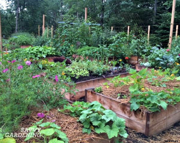 5 Time-saving gardening tips for the vegetable gardener