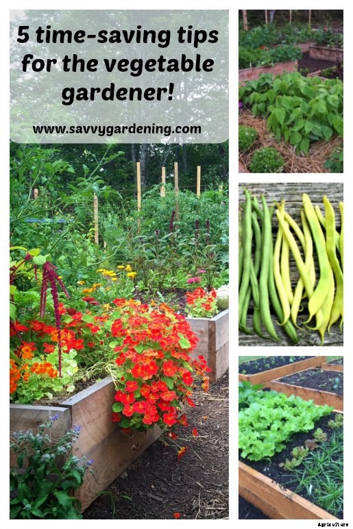 5 Time-saving gardening tips for the vegetable gardener