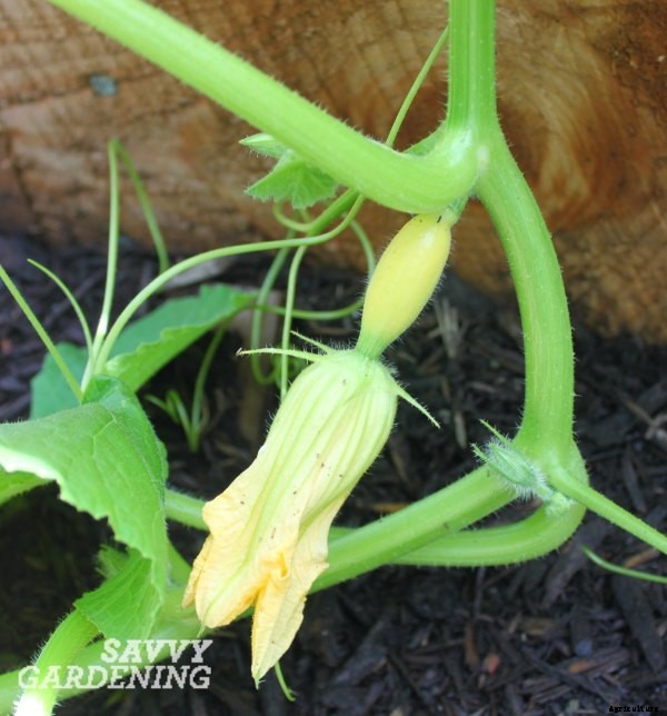 Pollinating squash, cucumbers & pumpkins