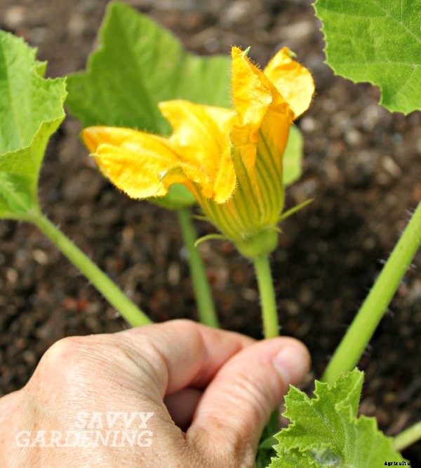 Pollinating squash, cucumbers & pumpkins