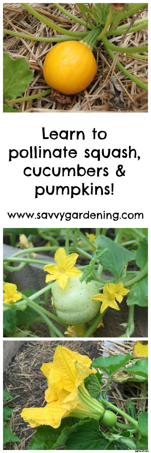 Pollinating squash, cucumbers & pumpkins