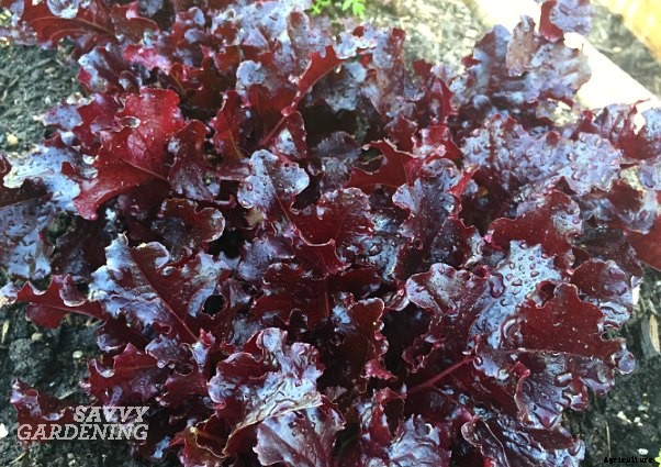 Red lettuce varieties; a comparison