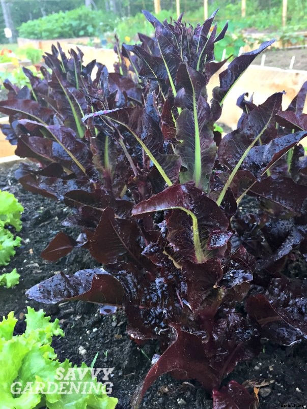 Red lettuce varieties; a comparison