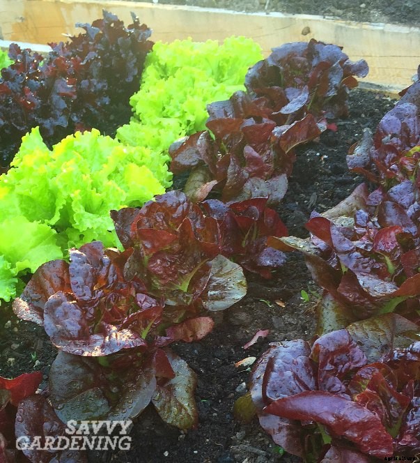 Red lettuce varieties; a comparison
