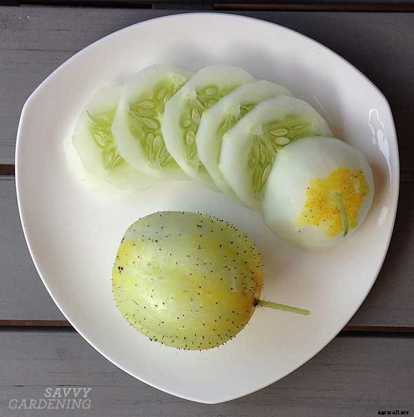 4 reasons to plant new-to-you edibles in your veggie garden