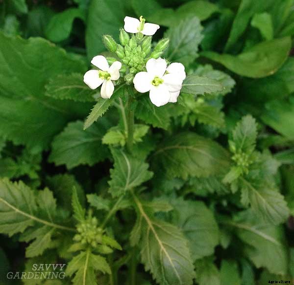 4 reasons to plant new-to-you edibles in your veggie garden