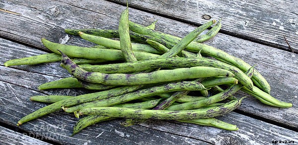 6 high-yield vegetables