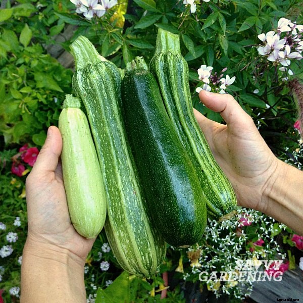 6 high-yield vegetables