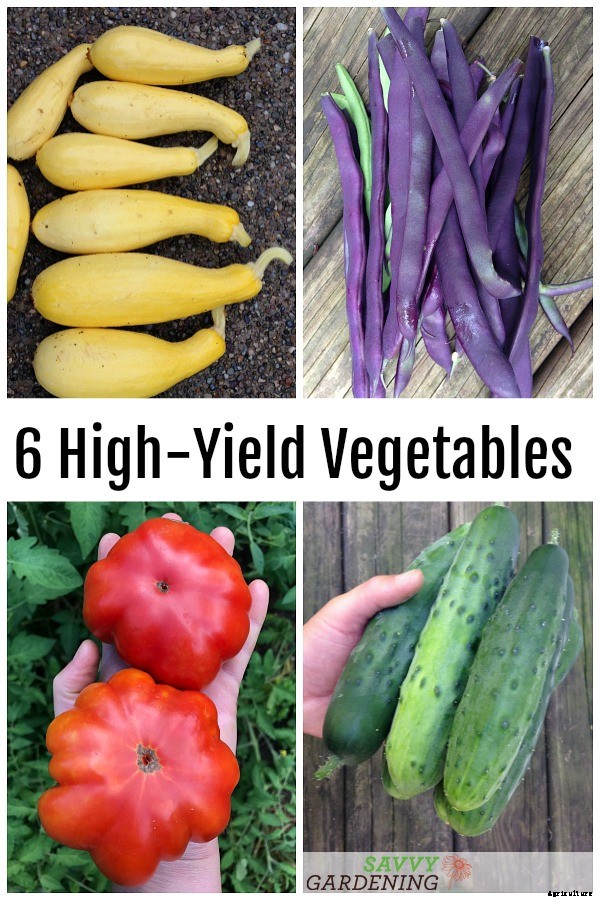 6 high-yield vegetables