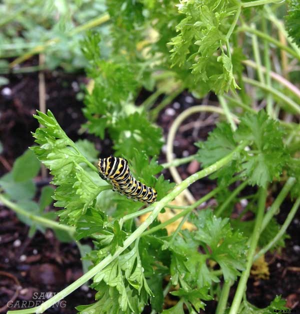 8 salad greens to grow that aren’t lettuce