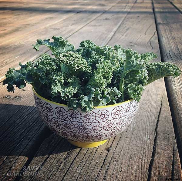 8 salad greens to grow that aren’t lettuce