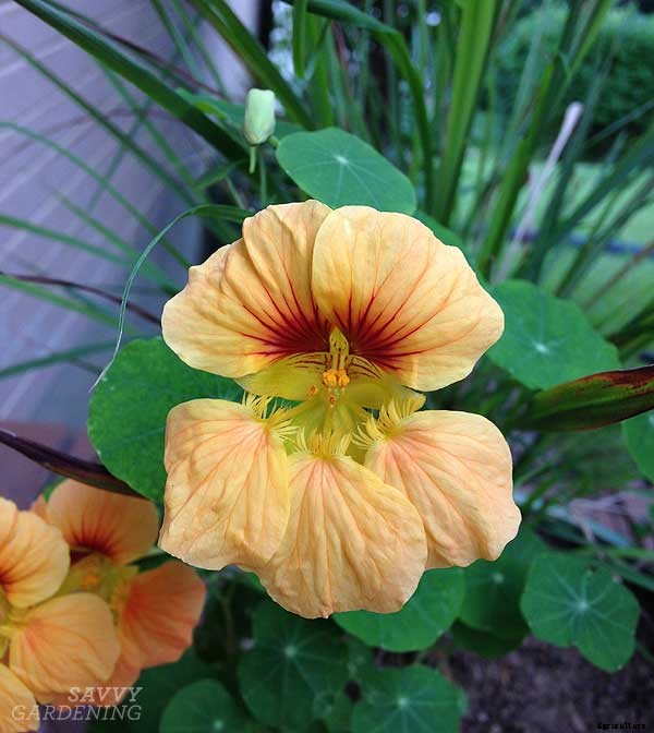 8 salad greens to grow that aren’t lettuce