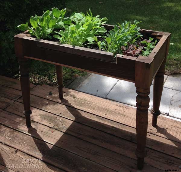 8 salad greens to grow that aren’t lettuce