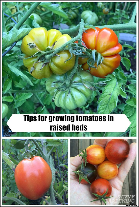 5 tips for growing tomatoes in raised beds