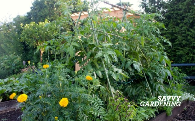 3 ways to grow more food this year